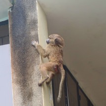 Little monkey climbing up the administration building of Gombe National Park